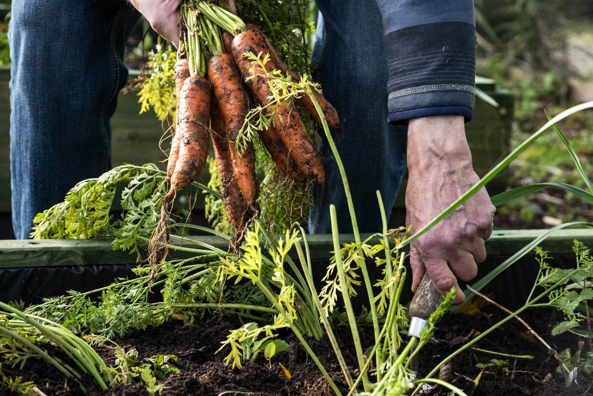 ζαρζαβατικά