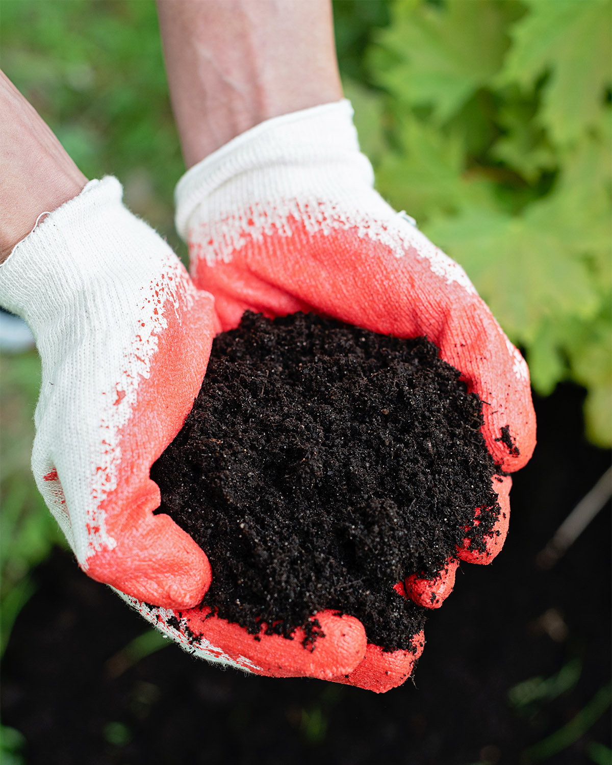 αρχάριος κηπουρός