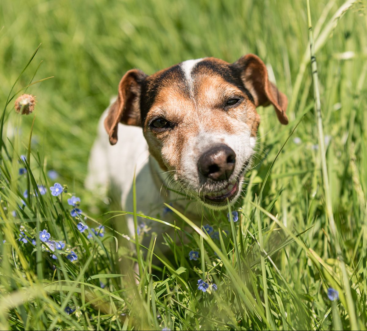 στο γρασίδι