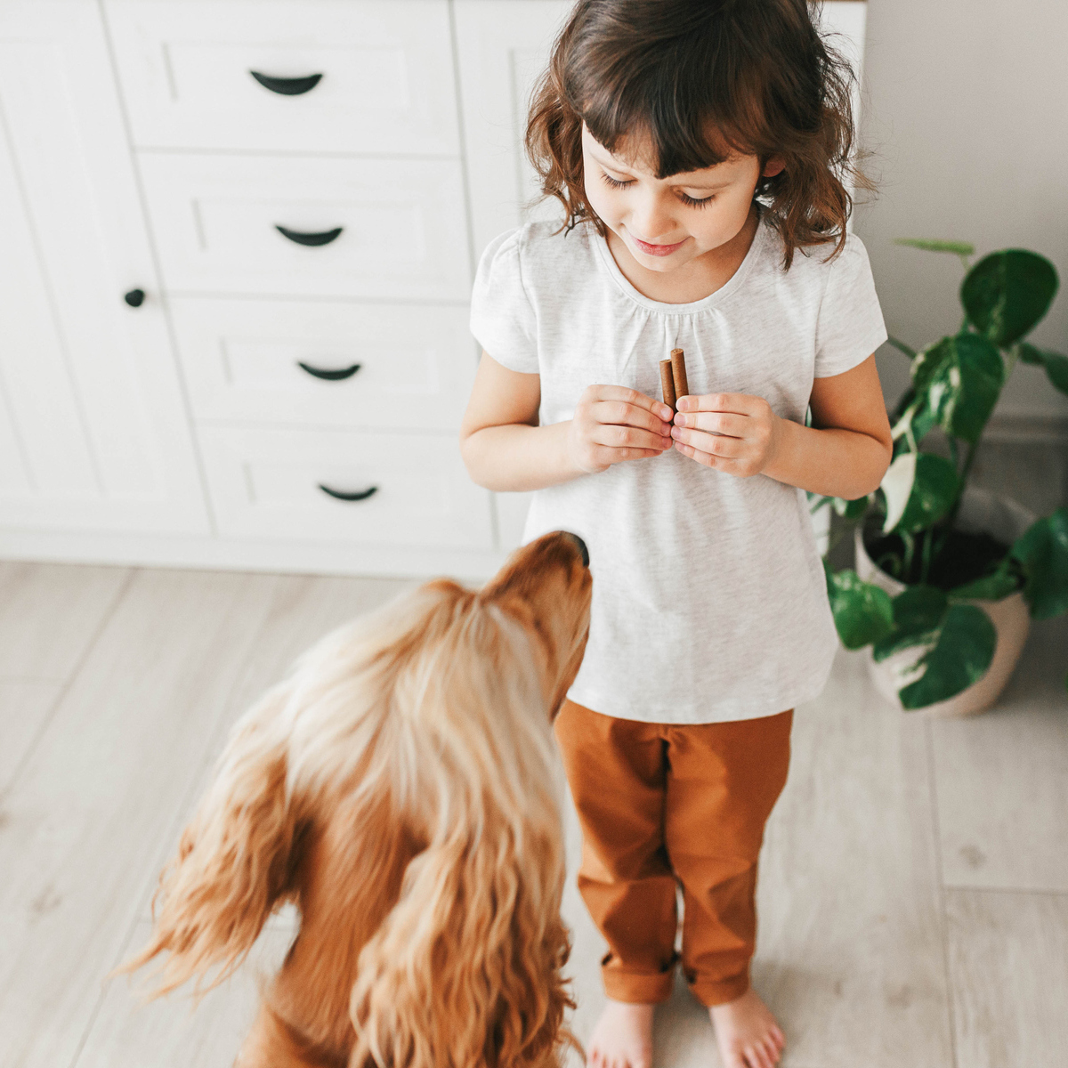 σκύλος σνακ