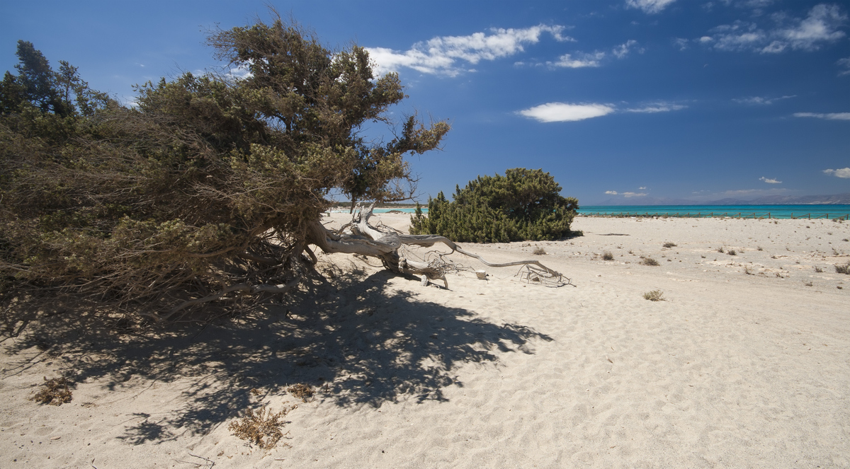 Στέλιος Παρλιάρος