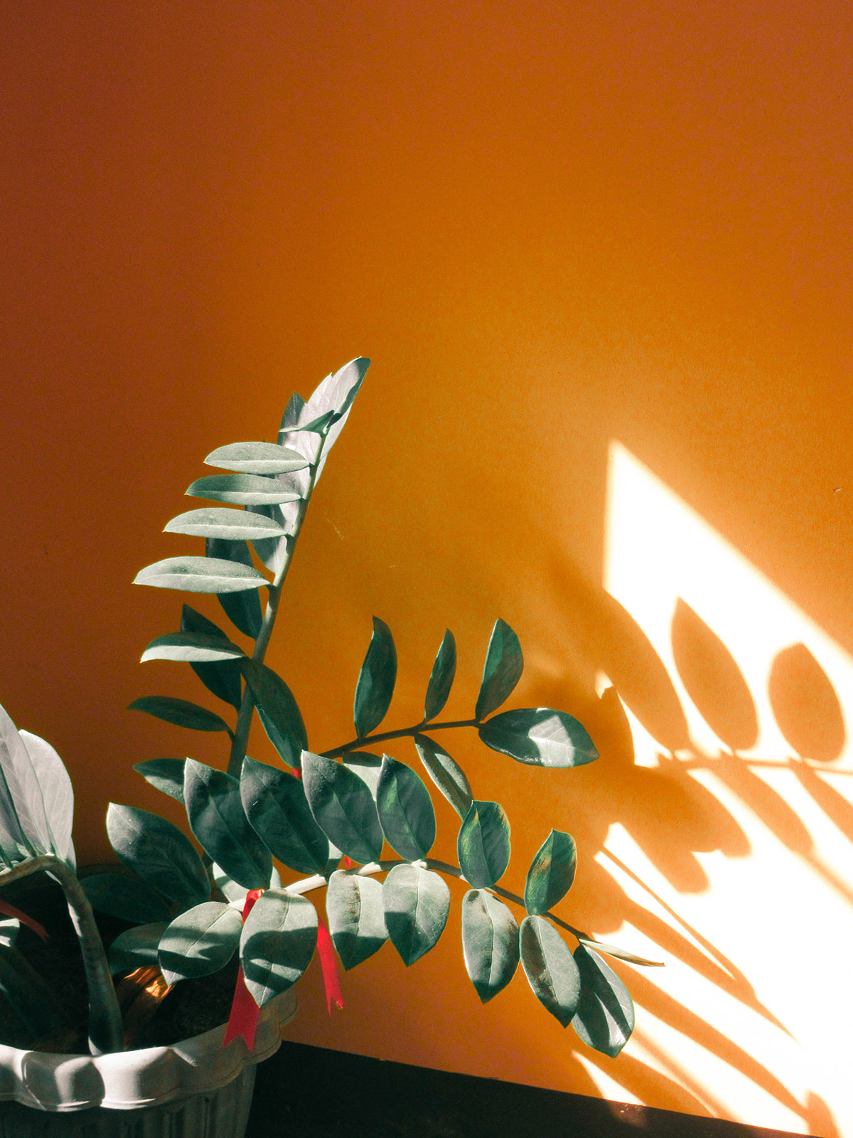 λάθη και φυτά