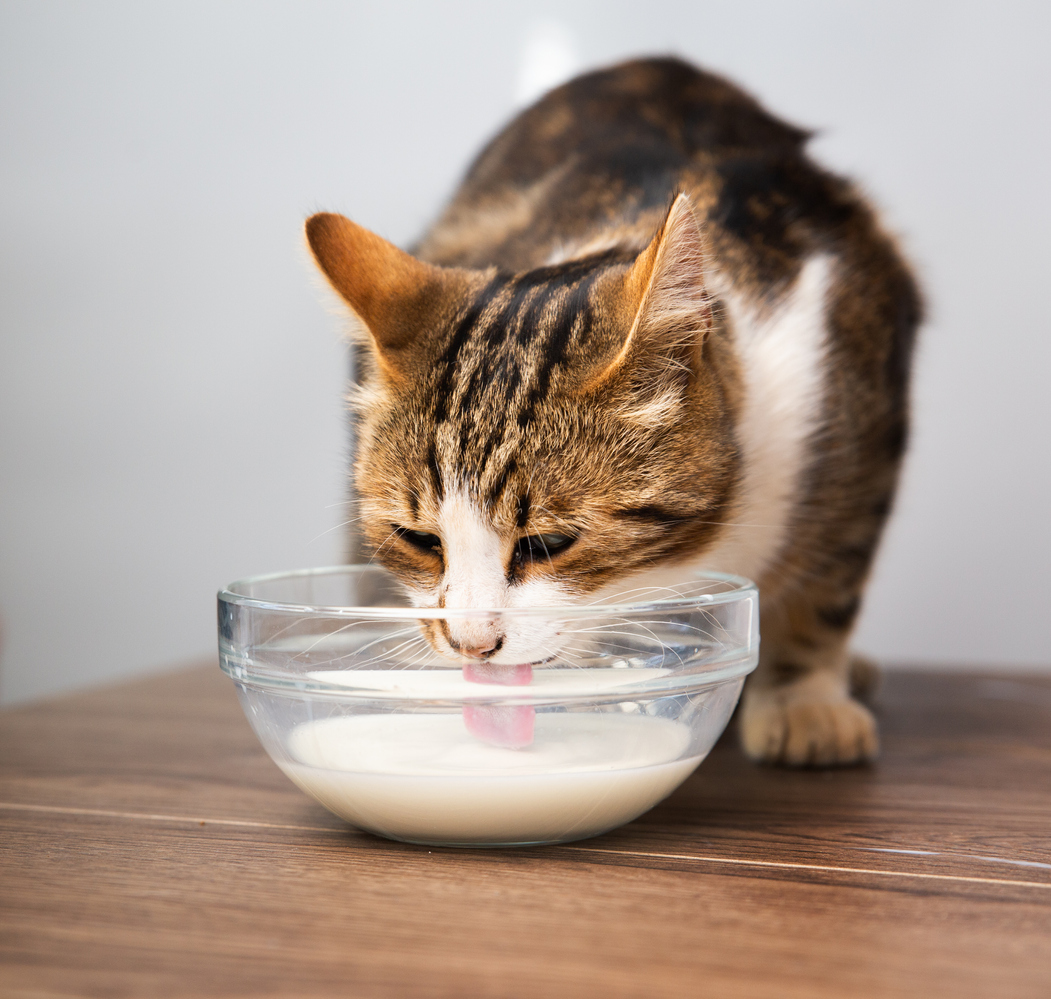 γάτες και γάλα