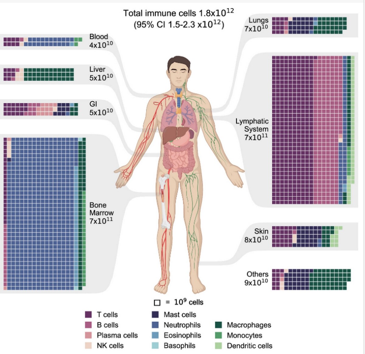 ανοσοποιητικό σύστημα