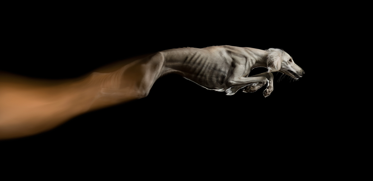 Dog Photography Awards