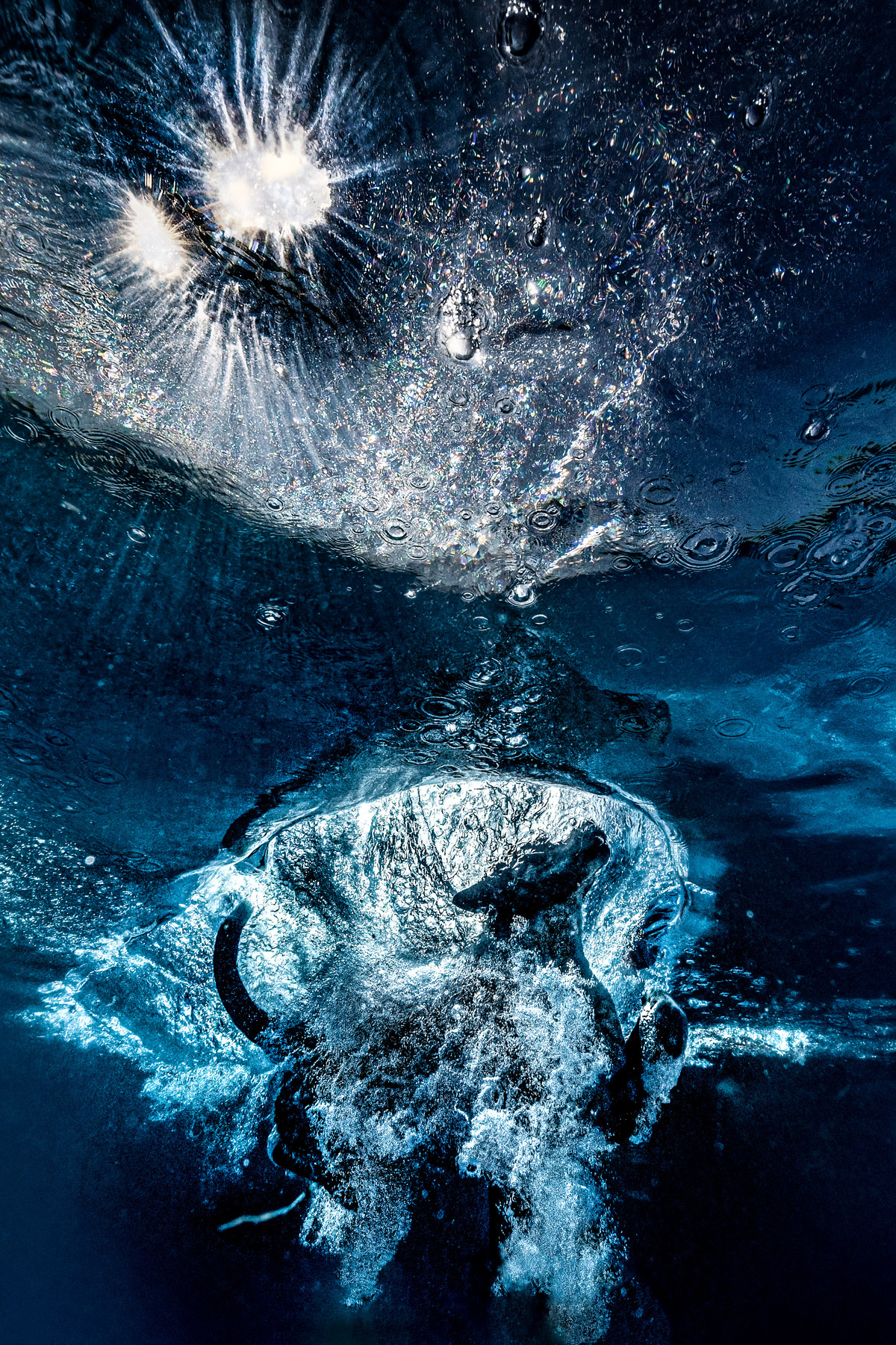 Dog Photography Awards