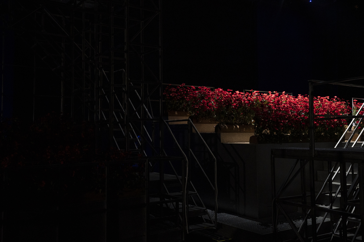 παπαρούνες