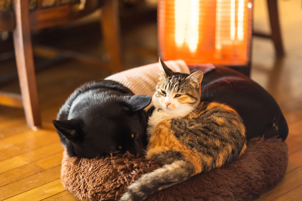 Πόσο κοντά σε πηγές θερμότητας κάνει να είναι τα κατοικίδια