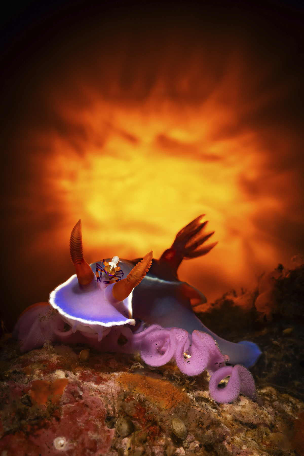 Οι νικητήριες φωτογραφίες του διαγωνισμού Underwater Photographer of the Year κόβουν την ανάσα