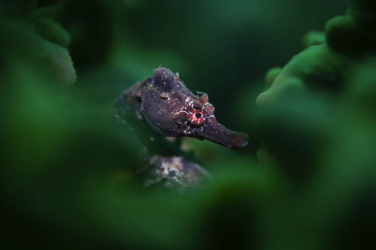 Οι νικητήριες φωτογραφίες του διαγωνισμού Underwater Photographer of the Year κόβουν την ανάσα