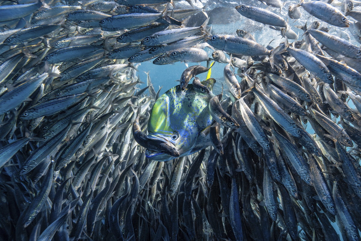 Οι νικητήριες φωτογραφίες του διαγωνισμού Underwater Photographer of the Year κόβουν την ανάσα