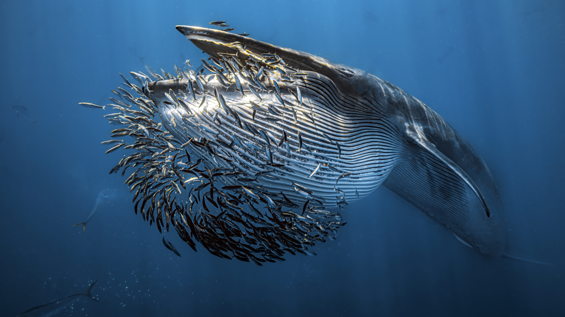 Οι νικητήριες φωτογραφίες του διαγωνισμού Underwater Photographer of the Year κόβουν την ανάσα