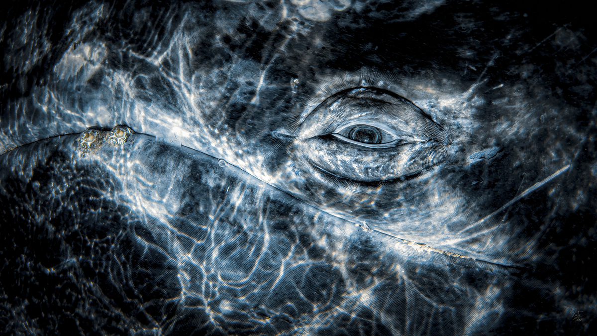 Οι νικητήριες φωτογραφίες του διαγωνισμού Underwater Photographer of the Year κόβουν την ανάσα