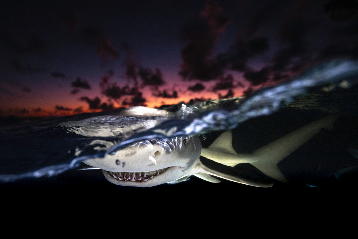 Οι νικητήριες φωτογραφίες του διαγωνισμού Underwater Photographer of the Year κόβουν την ανάσα