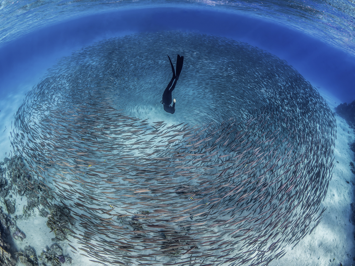 Οι νικητήριες φωτογραφίες του διαγωνισμού Underwater Photographer of the Year κόβουν την ανάσα