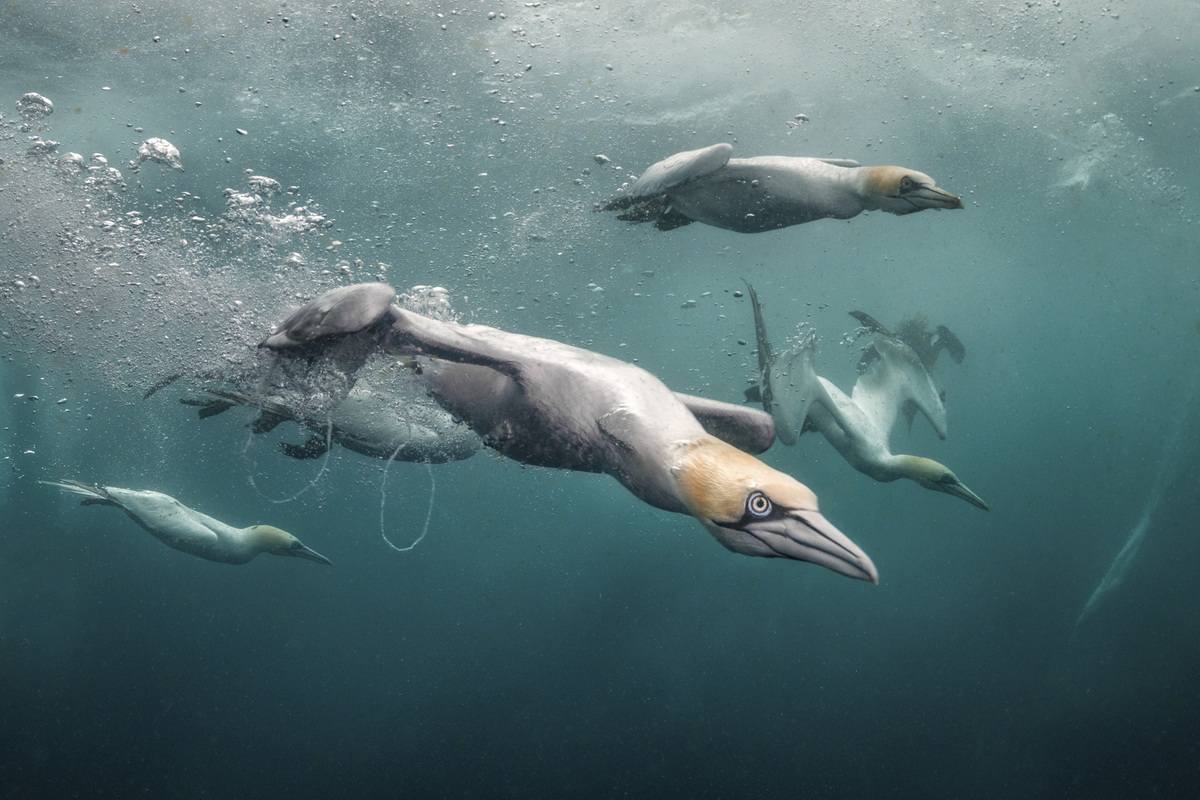 Οι νικητήριες φωτογραφίες του διαγωνισμού Underwater Photographer of the Year κόβουν την ανάσα