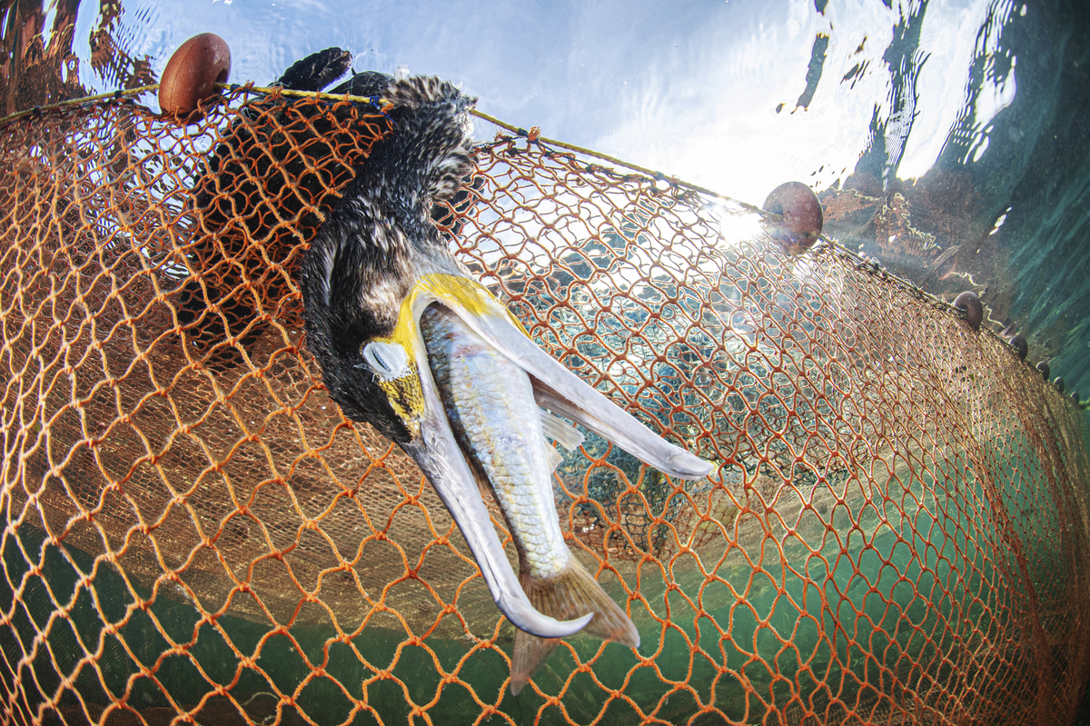 Οι νικητήριες φωτογραφίες του διαγωνισμού Underwater Photographer of the Year κόβουν την ανάσα