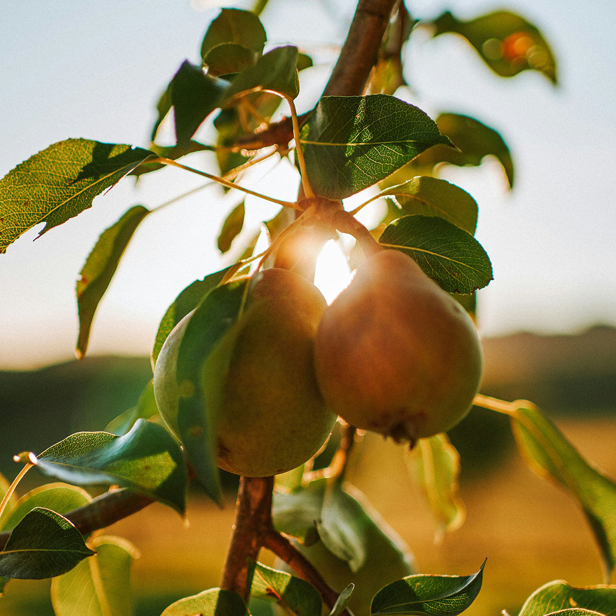 αντίσταση στην ινσουλίνη