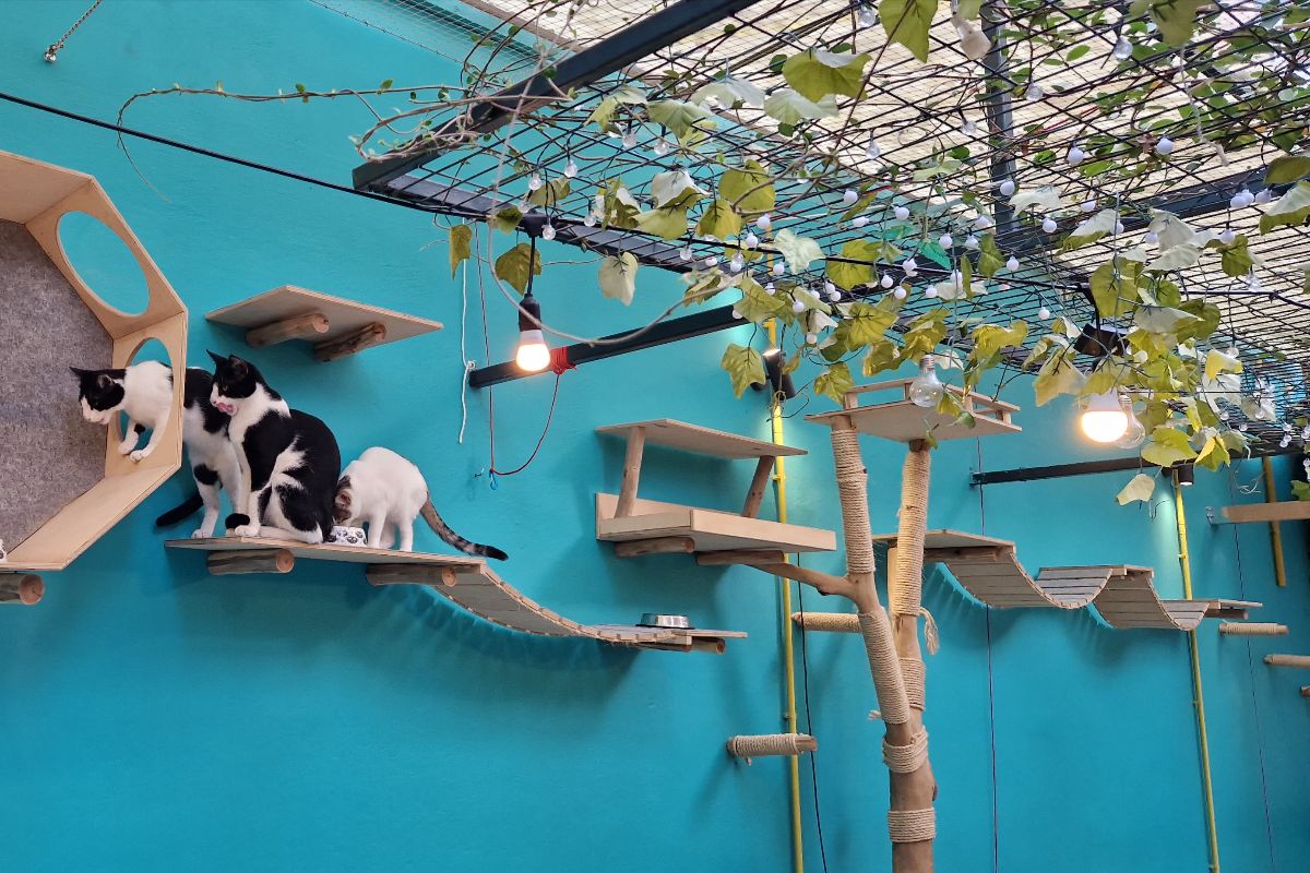 Cat cafe Athens