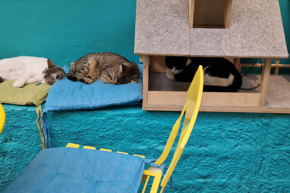 Cat cafe Athens
