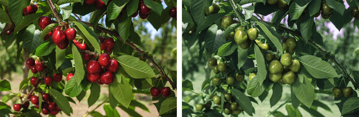 Ο λόγος που βλέπουμε εκατομμύρια περισσότερα χρώματα από τα κατοικίδιά μας