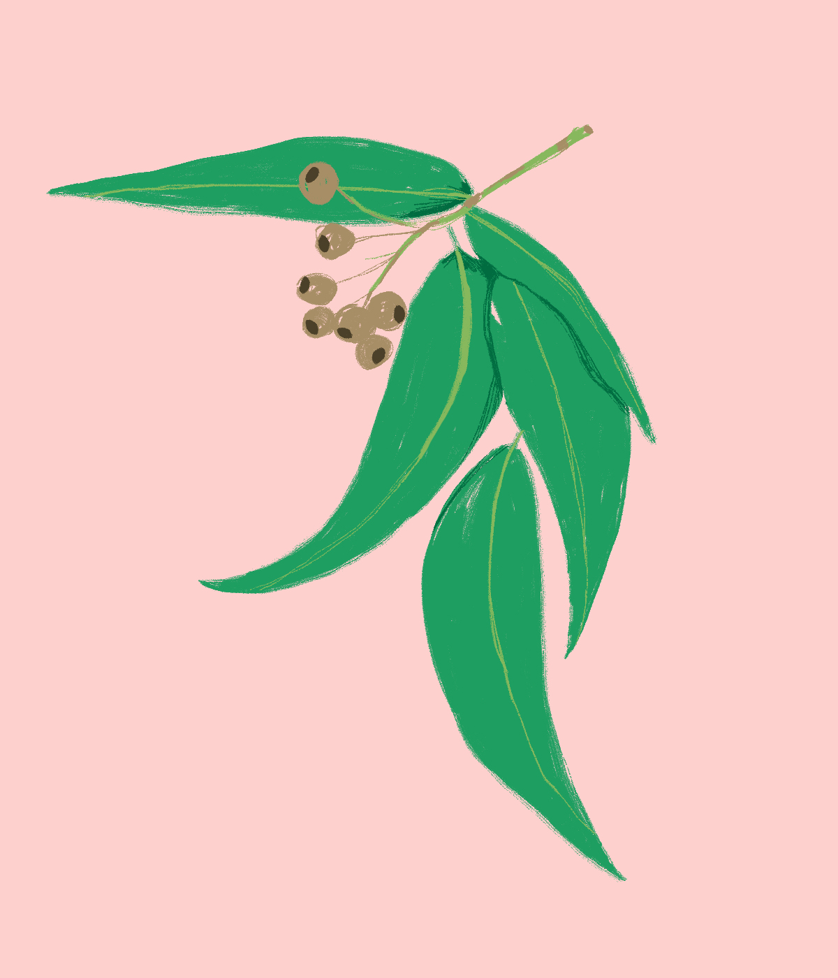 ευκάλυπτος