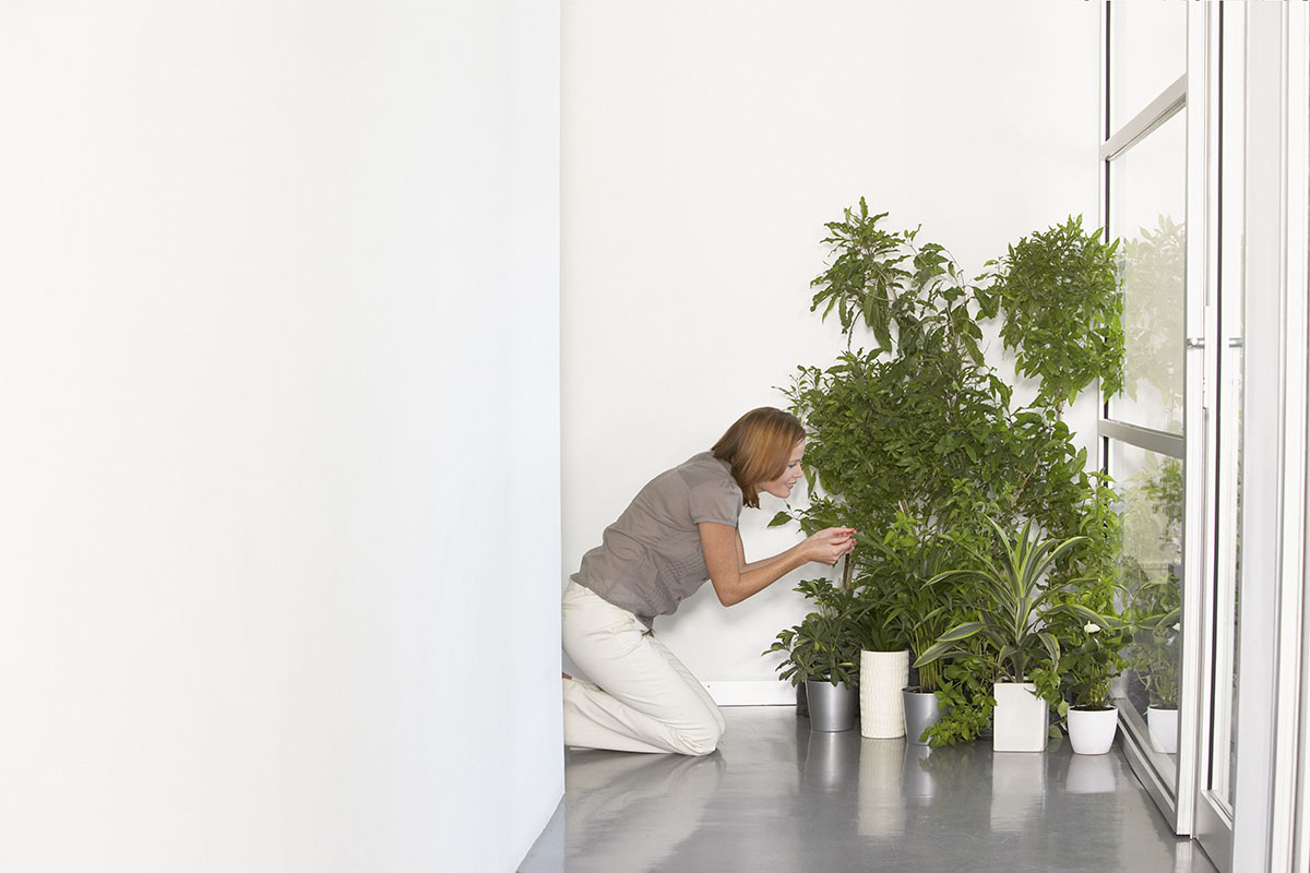 κήπος του γραφείου