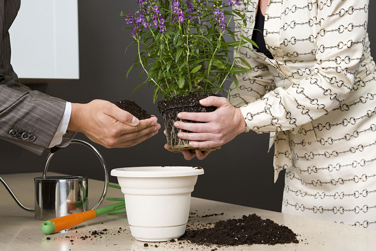 φυτά στο γραφείο