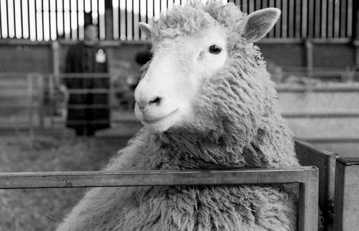 κλωνοποιημένο πρόβατο