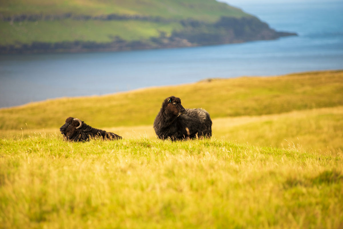 Νησιά Φερόε