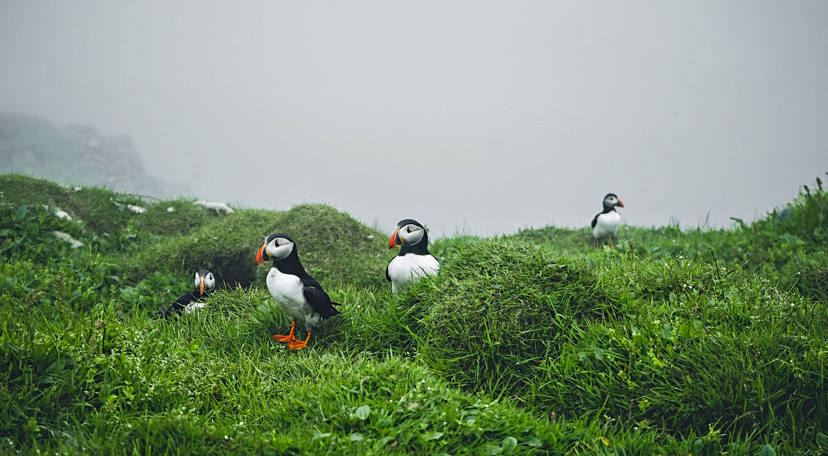 Νησιά Φερόε