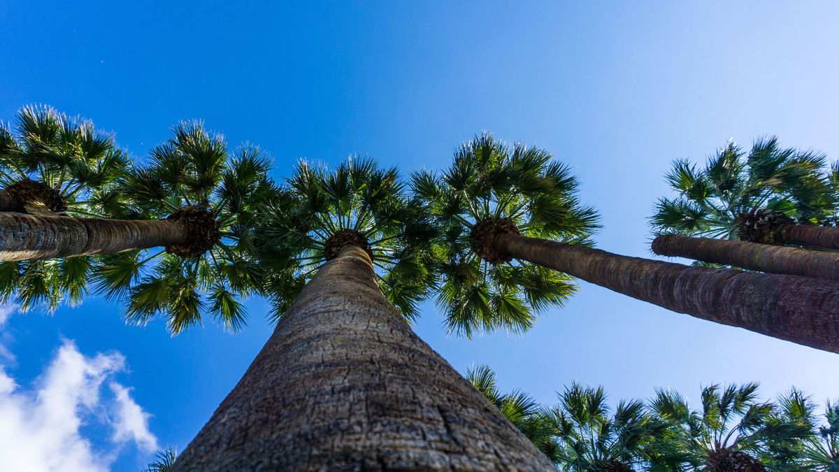 Εθνικός κήπος