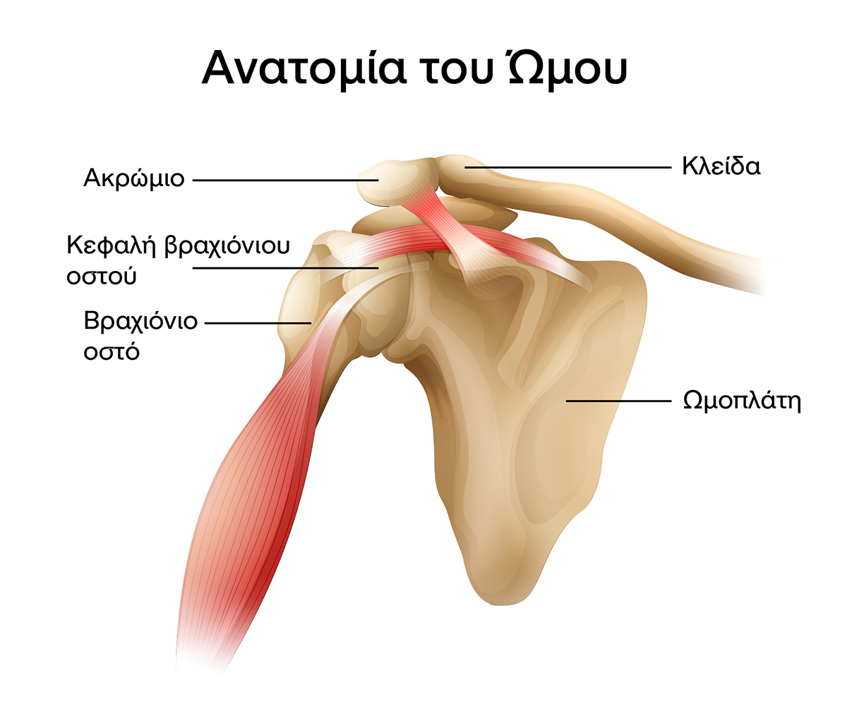 ανατομία του ώμου