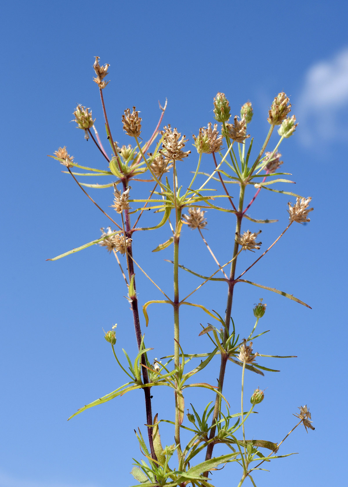 Η λύση κατά της δυσκοιλιότητας βρίσκεται σε αυτό το θαυματουργό φυτό