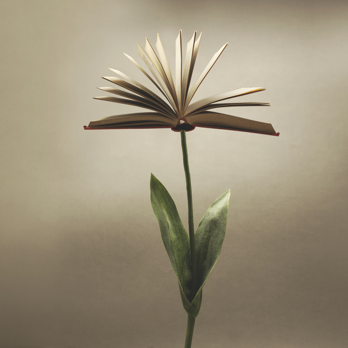 Το αληθινό νόημα της ζωής σε ένα βιβλίο που καθηλώνει και συγκινεί