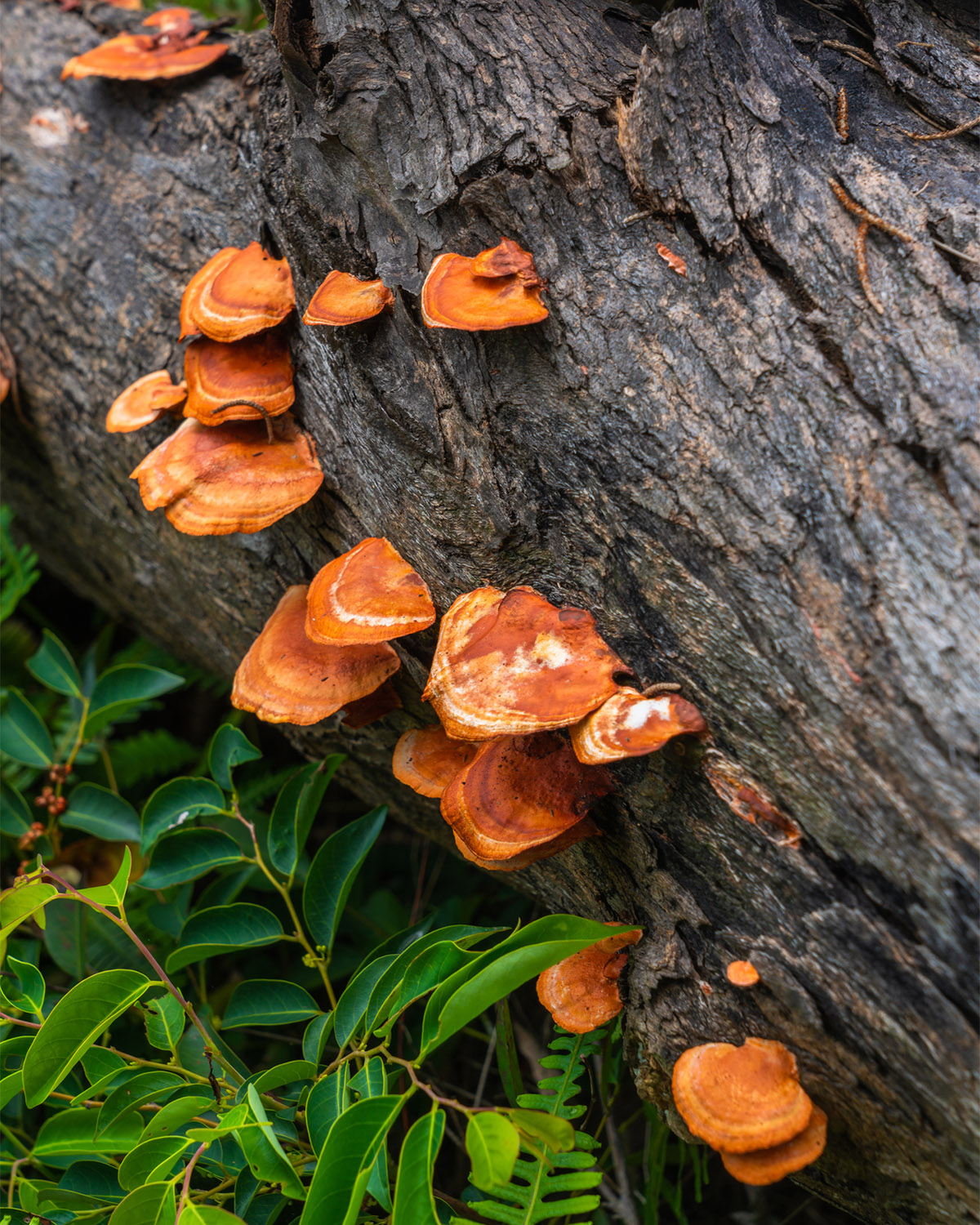 Το «μαγικό μανιτάρι» που ενισχύει την υγεία και την ευεξία δεν είναι αυτό που φαντάζεσαι