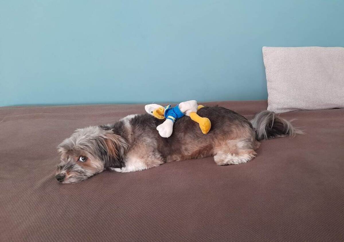 Κατοικίδια και οικογένεια