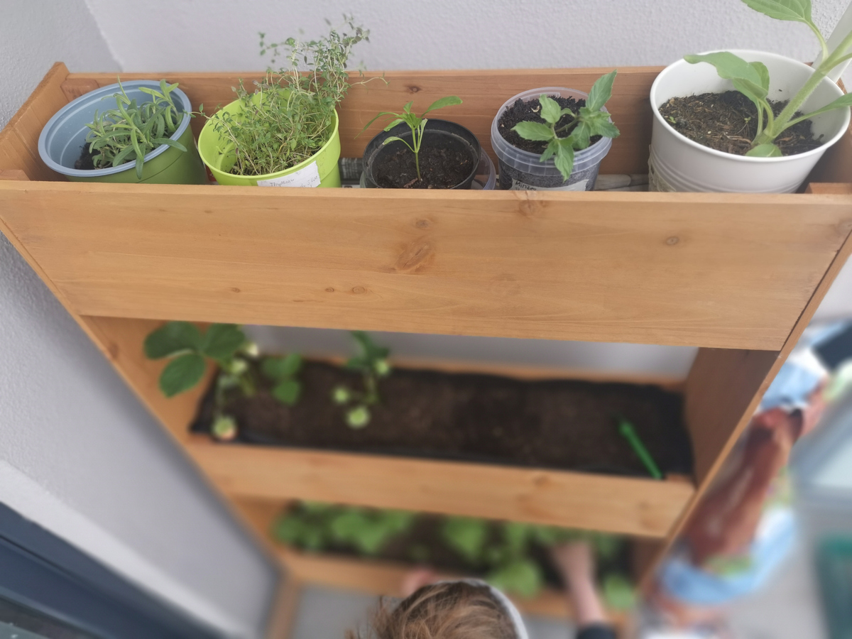 φυτά μπαλκόνι