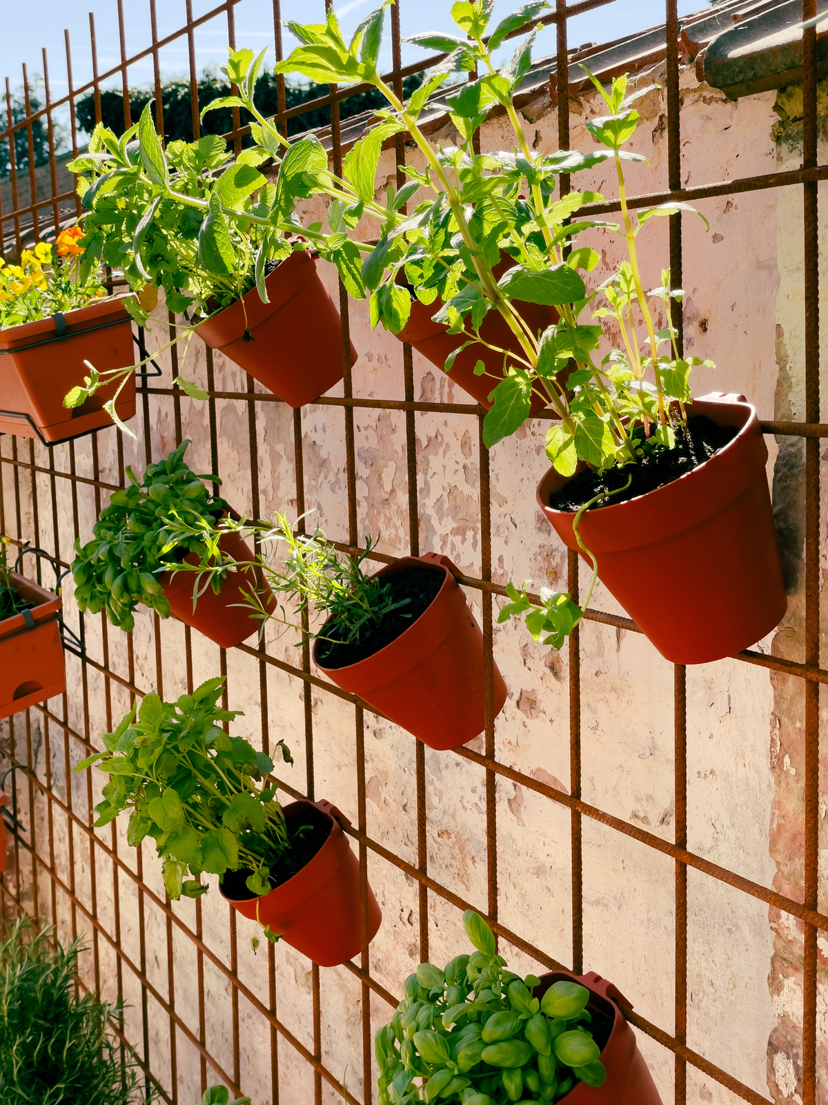 φυτά μπαλκόνι