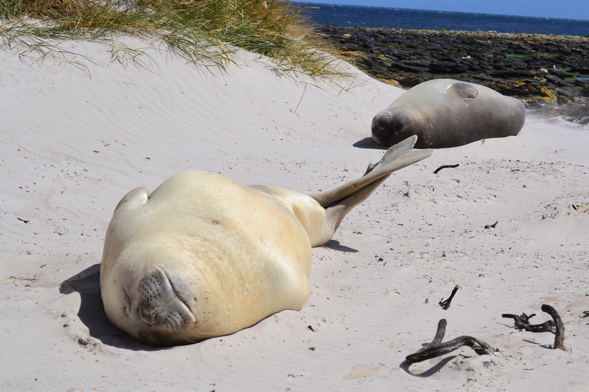 Νησιά Φώκλαντ