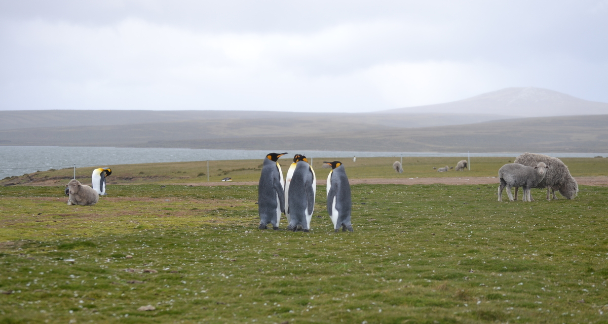 Νησιά Φώκλαντ