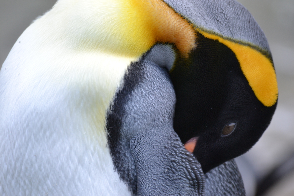 Νησιά Φώκλαντ