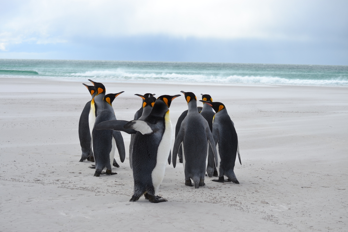 Νησιά Φώκλαντ