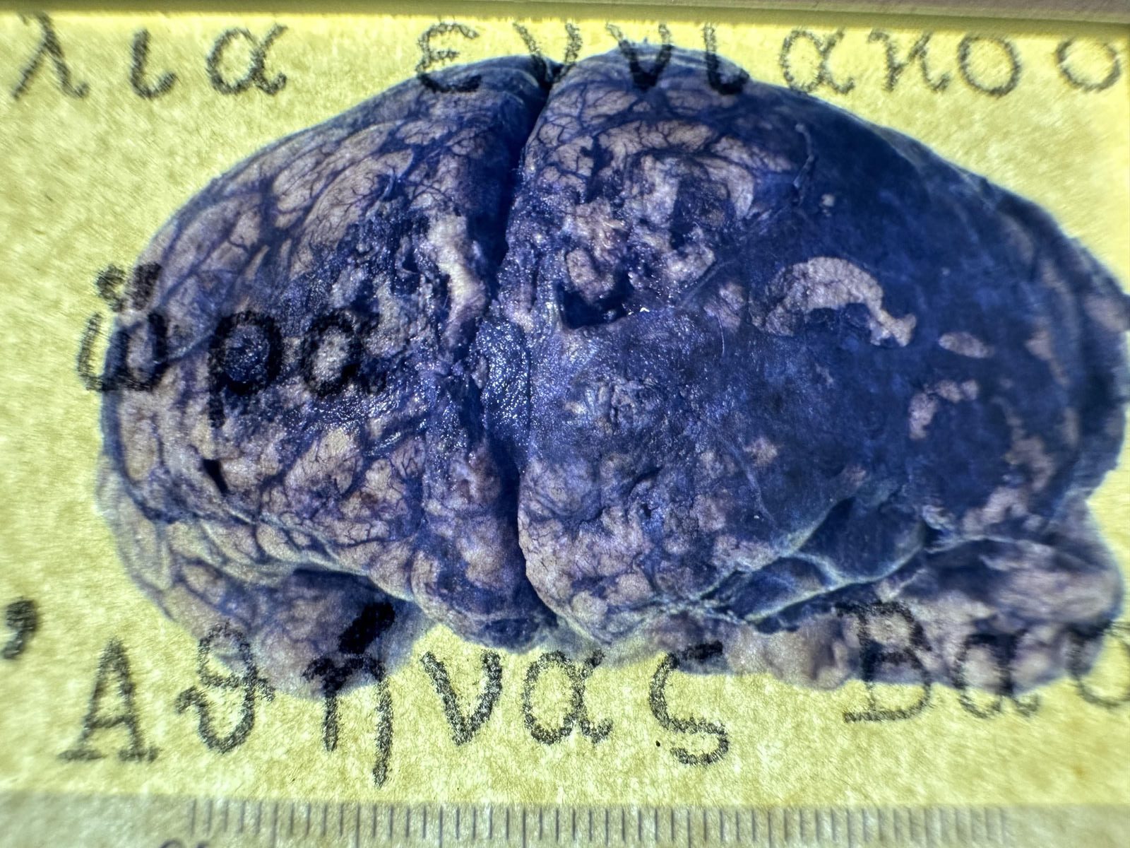 Εύα Στεφανή