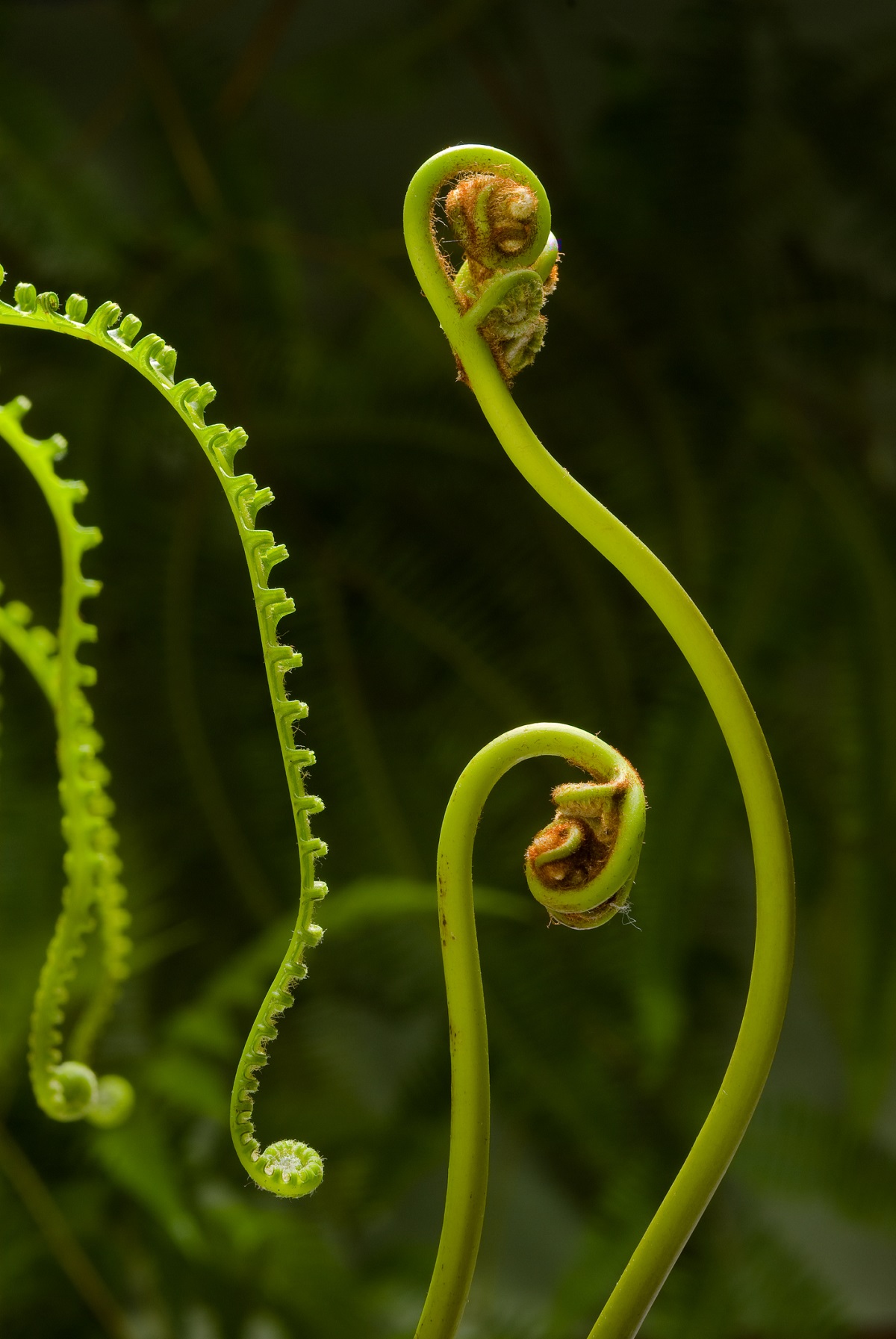Έχουν τα φυτά συνείδηση; Η επιστήμη απαντά