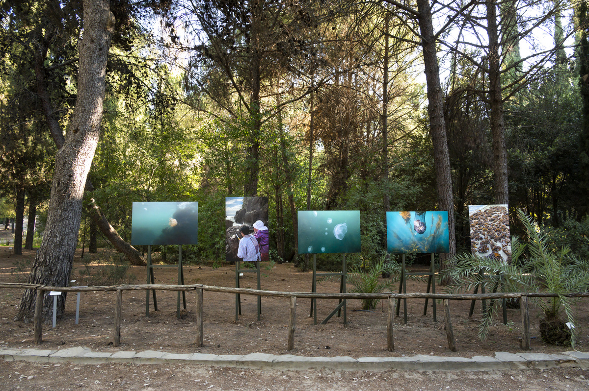 κολύμπι στο δάσος