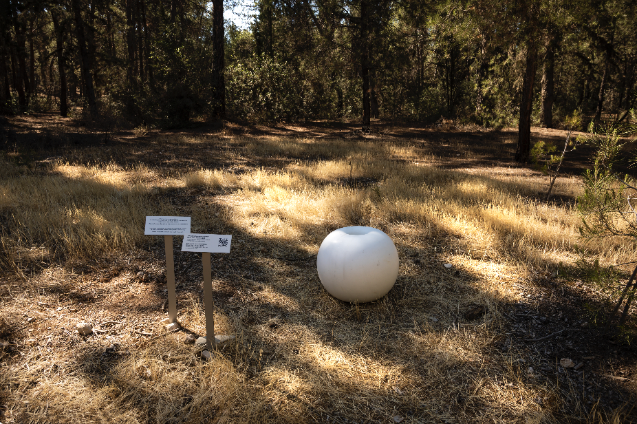 Πήγαμε για «κολύμπι στο δάσος» στην έκθεση «Shinrin-yoku»