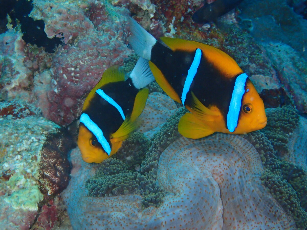 Μαρτυρία: Πως οι καταδύσεις άλλαξαν τη ζωή μου