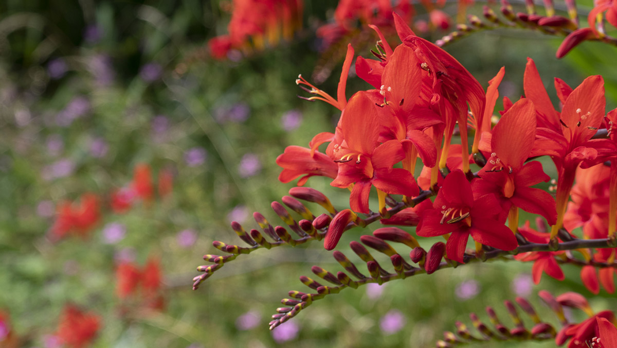 φυτά και καλοκαίρι