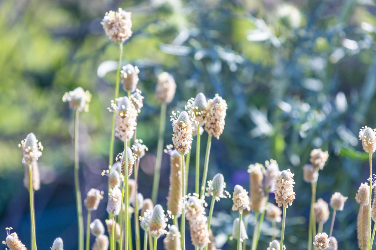 5 βότανα που ανακουφίζουν από το ηλιακό έγκαυμα